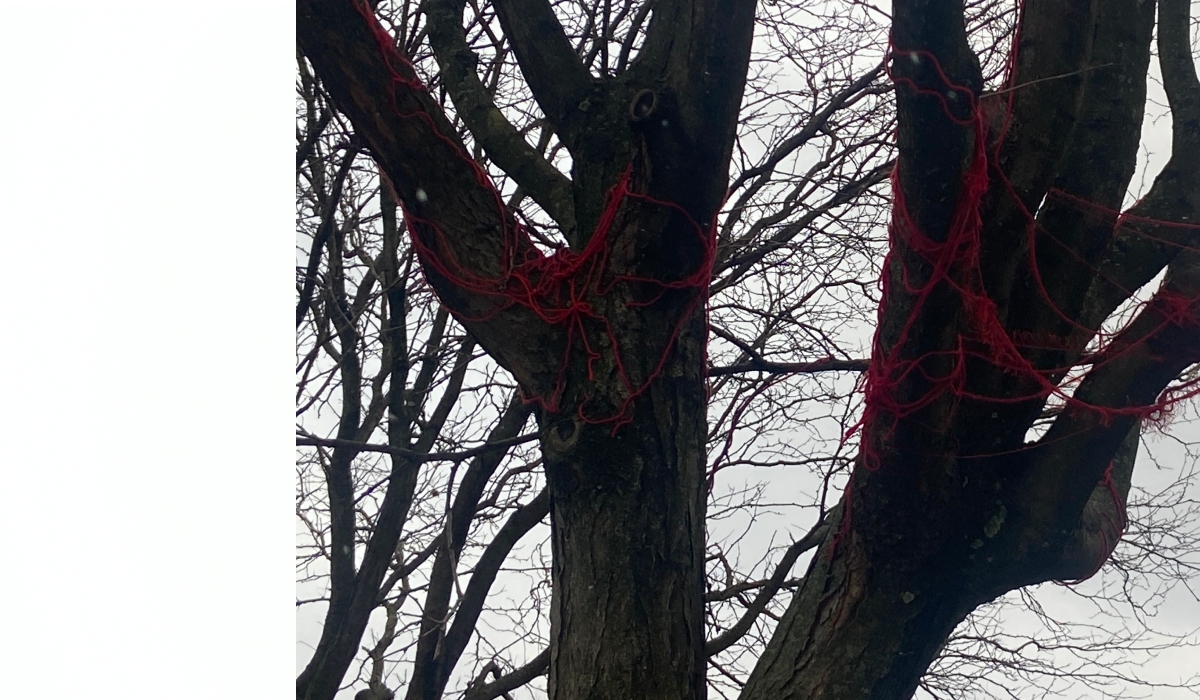 tree branch with messy 
      red strings tied around