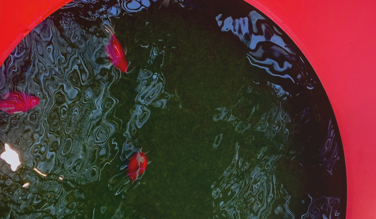 a bunch of goldfish in a tank with a red circular rim