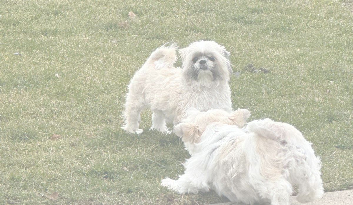 image of two dogs barking at each other in mid air